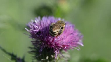 Bal arısı (Apis mellifera) mor devedikeni çiçeğinde. 