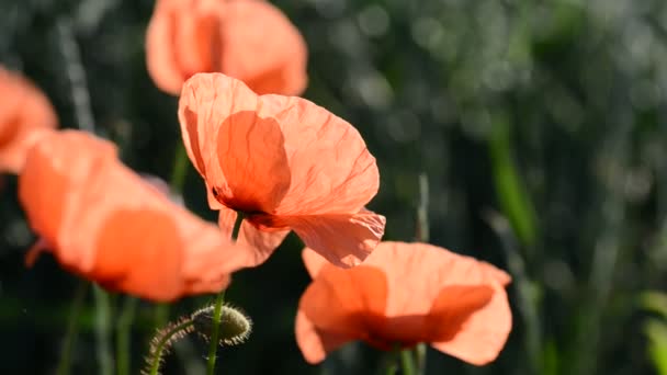 Rote Mohnblumen Aus Nächster Nähe Frühlingszeit — Stockvideo