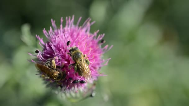 Abelha Mel Apis Mellifera Flor Cardo Roxo — Vídeo de Stock