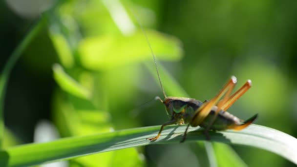 Sauterelle dans l'herbe du pré. Saison estivale.