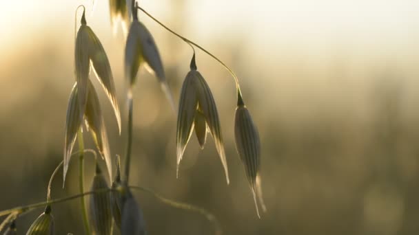 Campo Avena Vicino Tramonto Contesto Agricolo — Video Stock