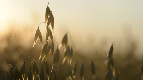 Campo Avena Vicino Tramonto Contesto Agricolo — Video Stock