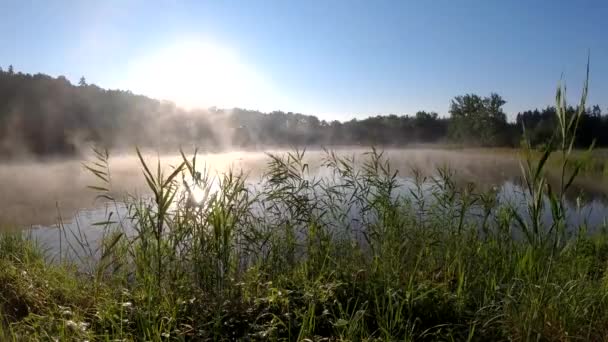 Brume Matinale Flottant Dessus Étang Dans Forêt Paysage Printanier Lever — Video