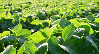 Tarlada yeşil soya tohumu yetiştiriyorlar. Arka plan olarak soya tarlası.