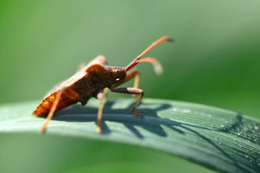 Dock böceği (Coreus marginatus) yeşil bir çimen yaprağı üzerinde.