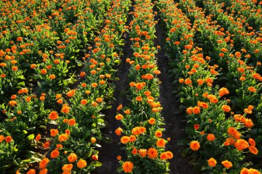Sahada Marigold (Calendula officinalis) yetişiyor. Şifalı bitki..