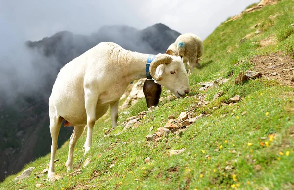 Pâturage Moutons Dans Les Pâturages Près Col Tourmalet Dans Les — Photo