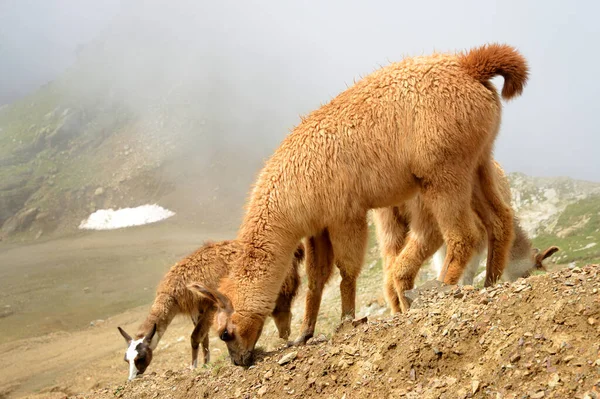 Hjord Lamor Lama Glama Bergslandskapet — Stockfoto