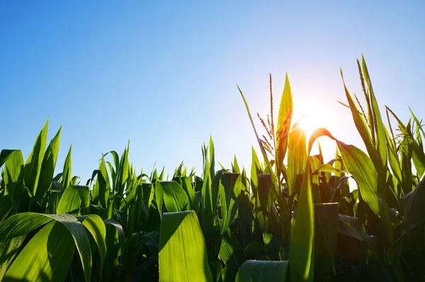 Manhã Nascer Sol Sobre Campo Milho Paisagem Agrícola — Fotografia de Stock