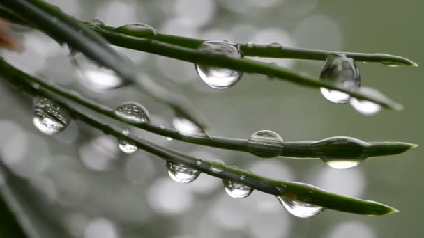 松の枝の針に雨の滴を閉じます — ストック動画
