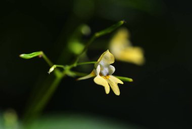 Sarı çiçek Impatiens parviflora veya küçük balsam koyu arkaplanı kapatın.