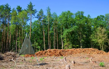 Orman kabuk böceği tarafından yok edildi. Tahta kütükler kesilmiş ve istiflenmiş.