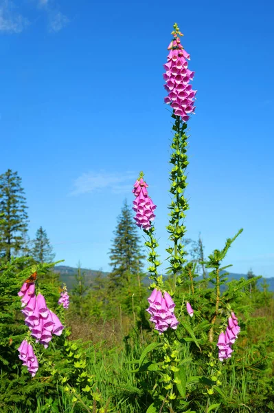 Krásné Fialové Květy Digitalis Nebo Foxglove Rostoucí Národním Parku Bavorský — Stock fotografie