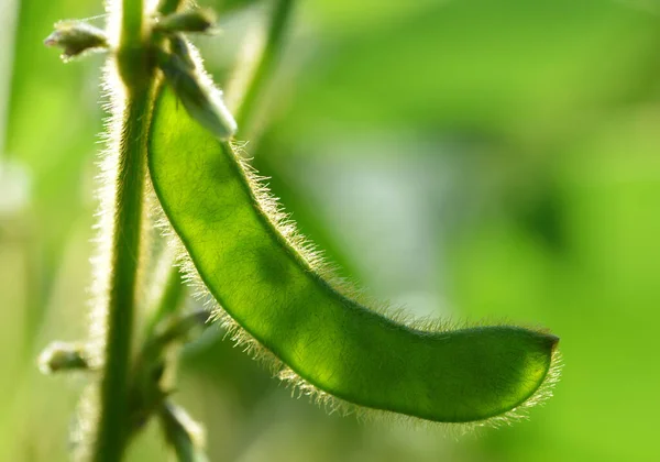 Gousse Soja Referme Cultiver Plante Soja Vert Sur Champ — Photo