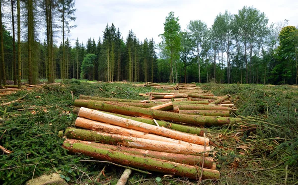 Forest Destroyed Bark Beetle Wooden Logs Cut Stacked — Stock Photo, Image
