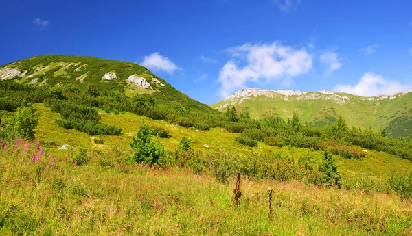 Letni Krajobraz Górski Tatrach Bielskich Tatrzański Park Narodowy Słowacja — Zdjęcie stockowe