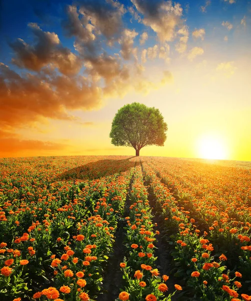 Pot Marigold Calendula Officinalis Groeit Het Veld Zomer Landschap Bij — Stockfoto