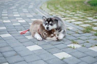 iki yavrusu Husky. Sokakta uyuyan köpekler çöp