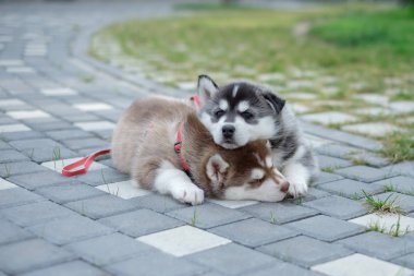 iki yavrusu Husky. Sokakta uyuyan köpekler çöp