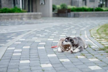 iki yavrusu Husky. Sokakta uyuyan köpekler çöp