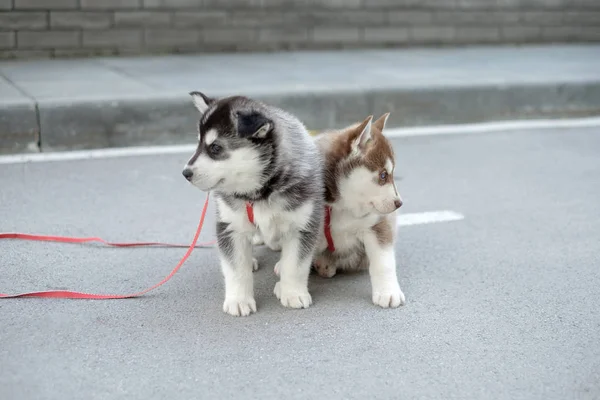 Dos poco siberiano husky cachorro al aire libre — Foto de Stock
