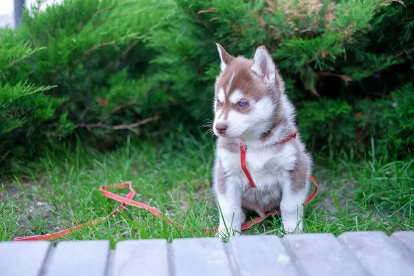 Chiot chien marche dans la rue — Photo