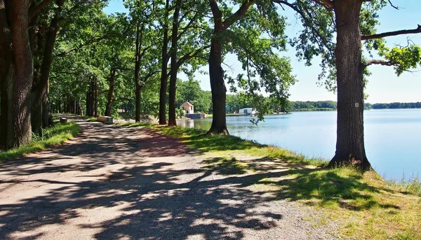 Een Wandel Fietsroutes Parcours Onder Bomen Langs Vijver Dvoriste Buurt — Stockfoto