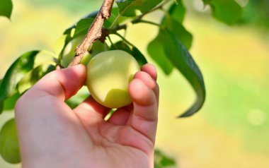 Closeup of a human male hand picking greengage or green plum from tree. clipart