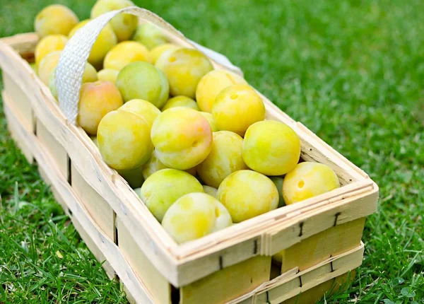 Basket Full Picked Greengage Green Plums Ground Lawn — Stock Photo, Image