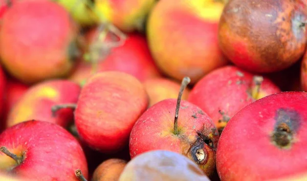 Nahaufnahme Eines Haufens Morscher Roter Äpfel — Stockfoto