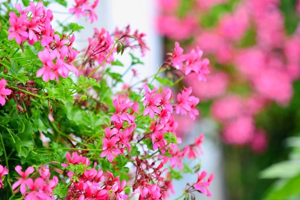 Nahaufnahme Einer Farbenfrohen Blüte Aus Blühenden Rosa Geranien — Stockfoto