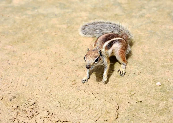 Atlantoxerus Getulus squirrel — Stock Photo, Image