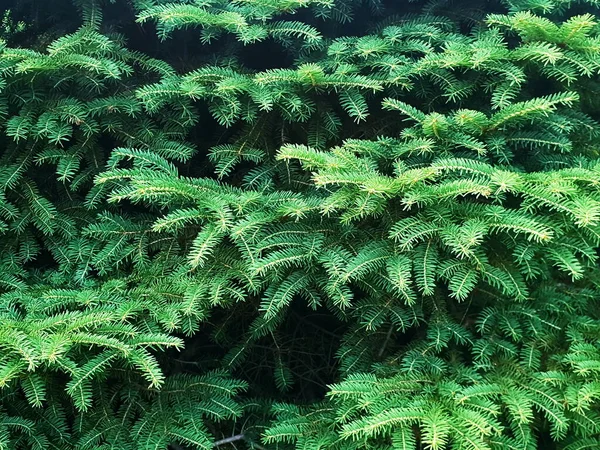 Full Frame Background Green Spruce Branches — Stock Photo, Image
