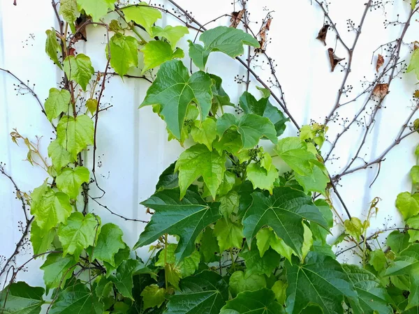 Pared Exterior Blanca Cubierta Hiedra Verde — Foto de Stock