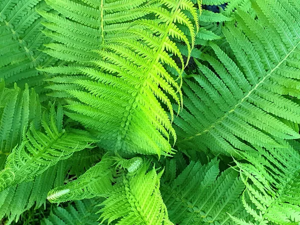 緑のシダの成長の葉を持つ完全なフレームの背景 — ストック写真