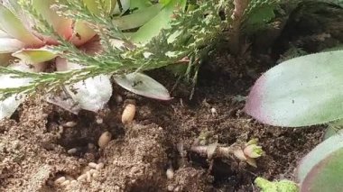 Karıncaların kurtarılması ve karınca yuvasından pupaların çıkarılması..