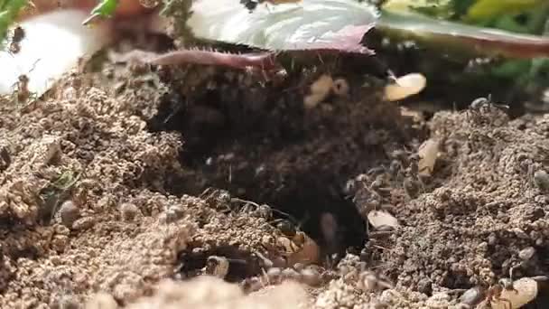 Gros Plan Des Fourmis Secourent Évacuent Les Pupes Fourmilière — Video