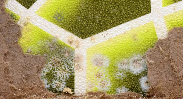 Closeup Spot Mold Green Wall — Stock Photo, Image