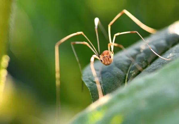 长腿鸦片剂蜘蛛在绿叶上的天然绿色背景 宏观特写 — 图库照片