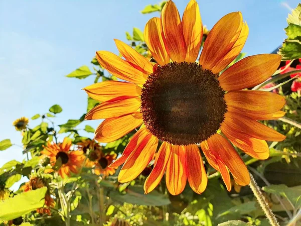 Närbild Solrosor Huvuden Fältet — Stockfoto