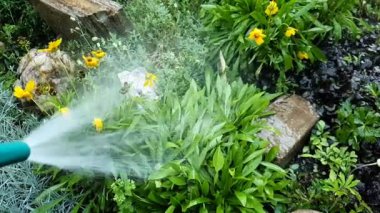 Bahçedeki çiçek tarhını plastik bahçe hortumuyla suluyorum, yavaş çekimde..