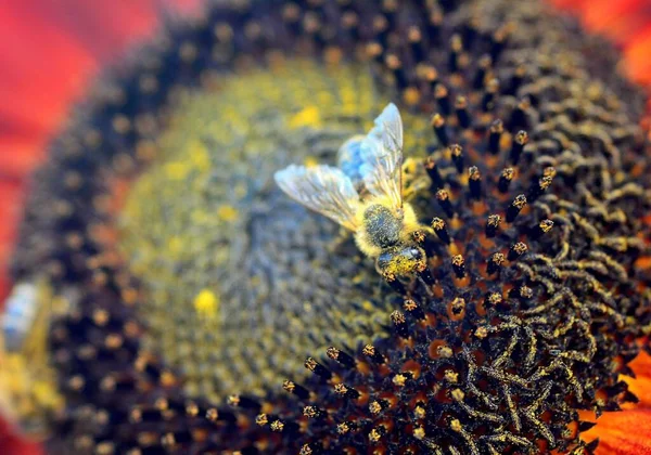 Zbliżenie Zapylającej Pszczoły Miodnej Apis Mellifera Słoneczniku — Zdjęcie stockowe