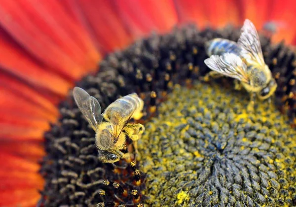 Primer Plano Abeja Polinizadora Apis Mellifera Sobre Girasol — Foto de Stock