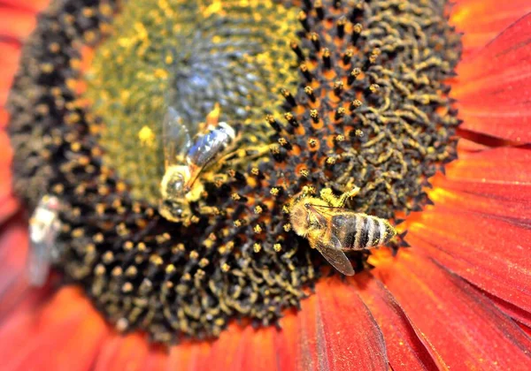 Zbliżenie Zapylającej Pszczoły Miodnej Apis Mellifera Słoneczniku — Zdjęcie stockowe