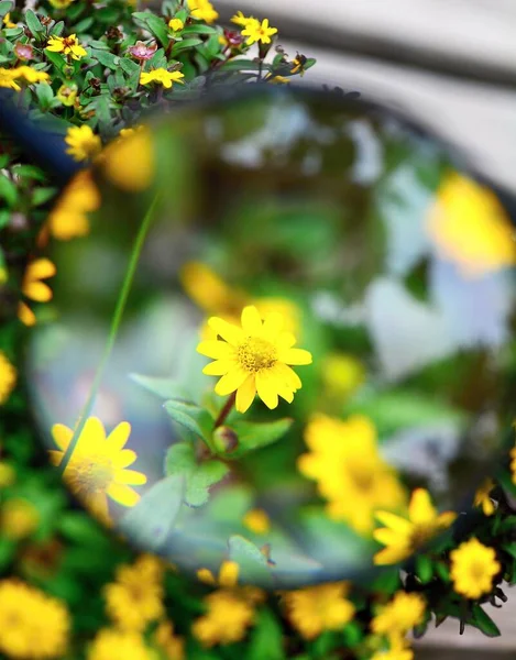 Вид Желтую Sanvitalia Procumbens Цветок Увеличительным Стеклом — стоковое фото