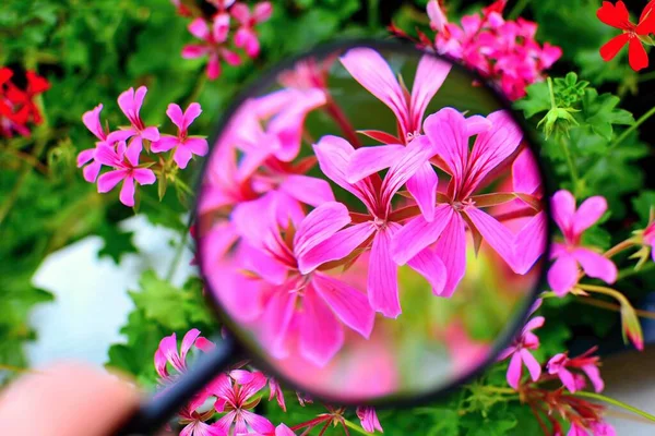 View Purple Pelargonium Flower Magnifying Glass — Stock Photo, Image