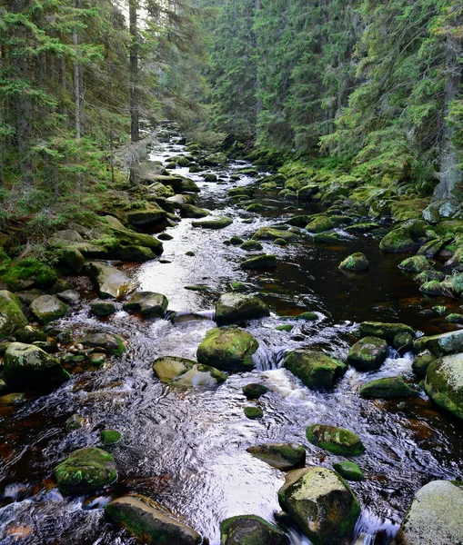 Râul Muntos Sălbatic Vydra Pat Pietros Parcul Național Sumava Boemia — Fotografie, imagine de stoc