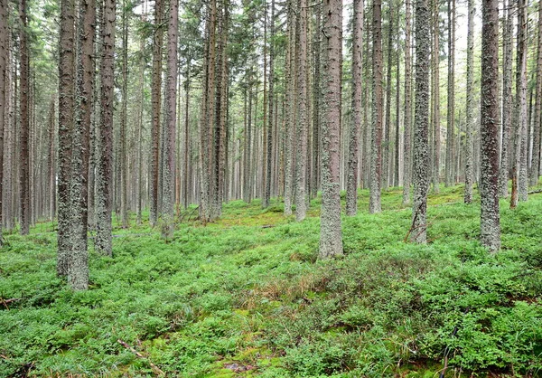 Wald Mit Vielen Bäumen Und Grünen Blaubeersträuchern Nationalpark Sumava — Stockfoto