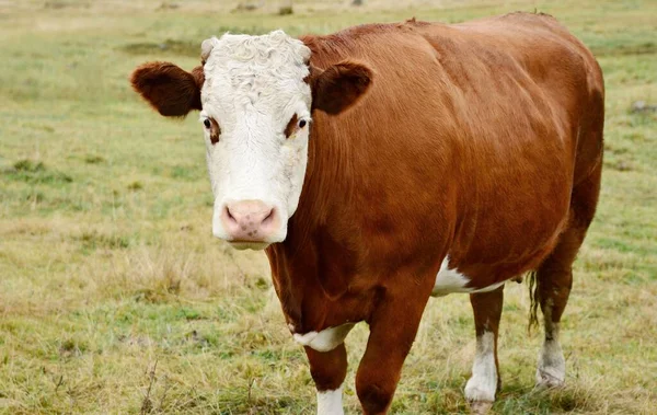 Detailní Pohled Hnědou Krávu Pastvině — Stock fotografie