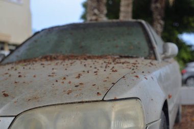 terk edilmiş kirli eski araba.